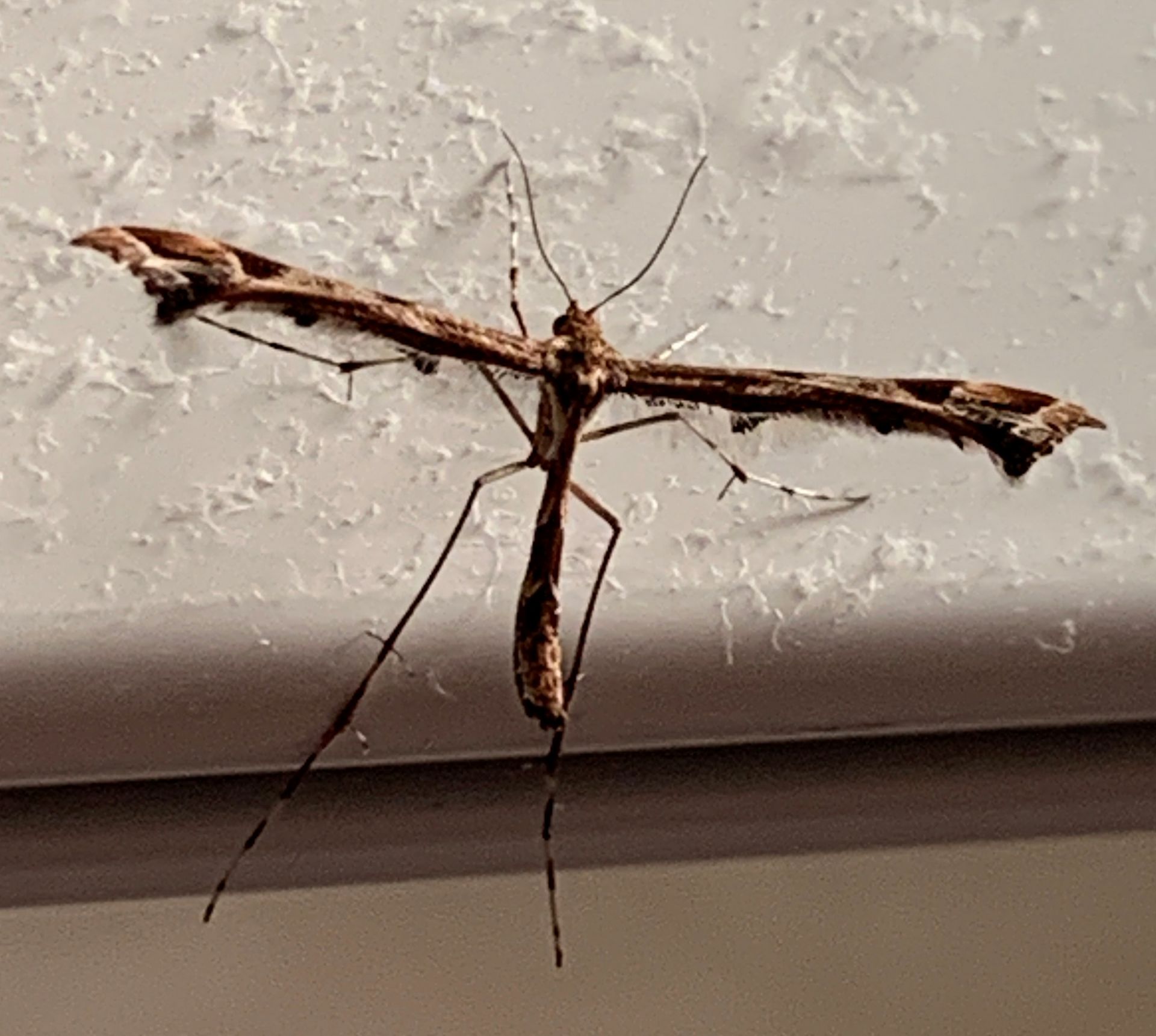 Beautiful Plume Moth