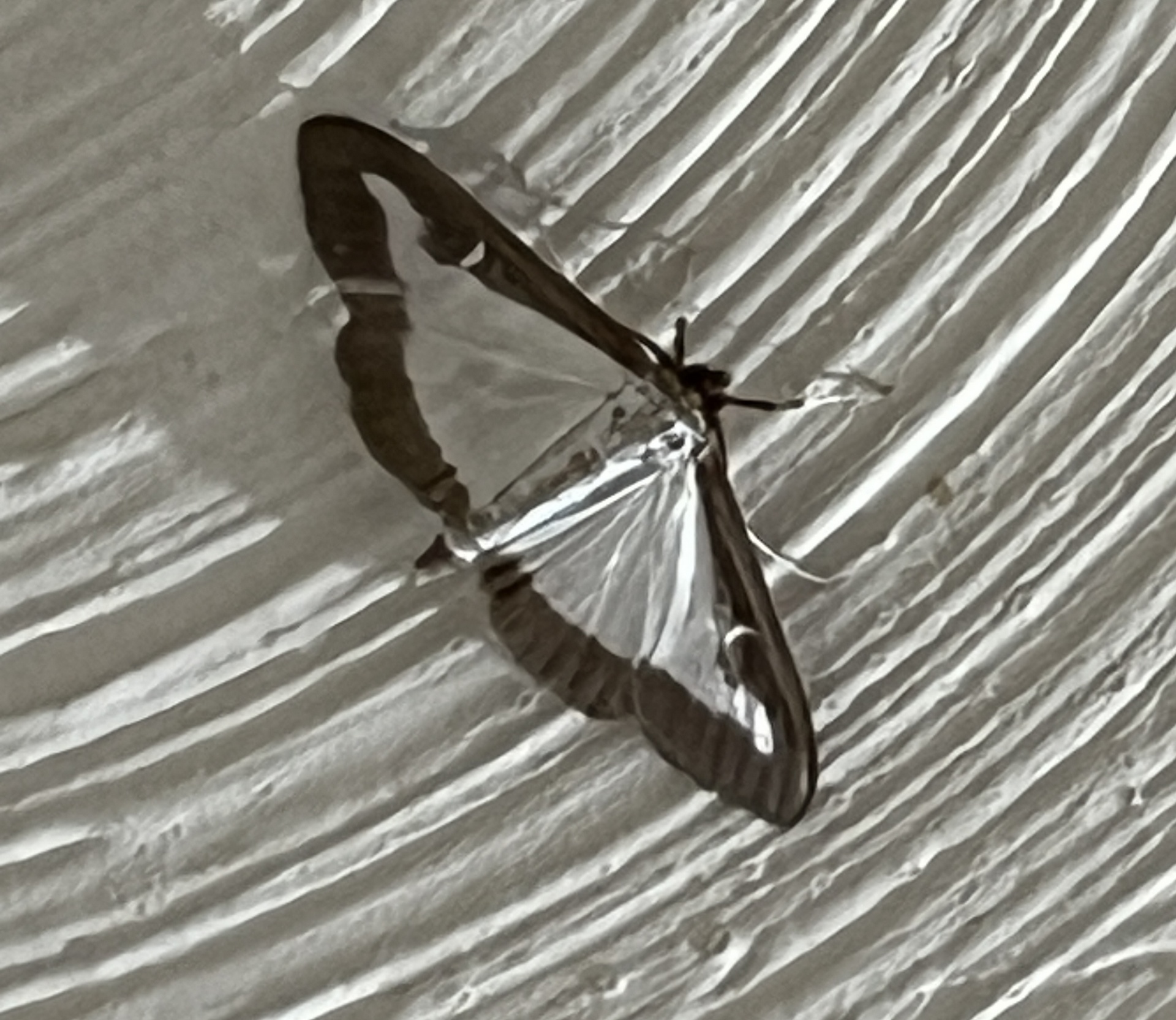 Box Moth
