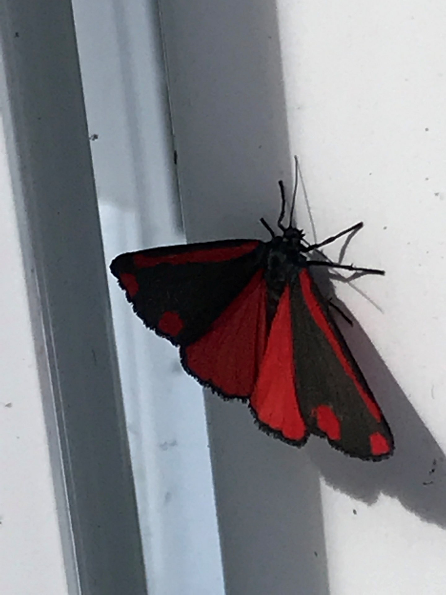 Cinnibar Moth