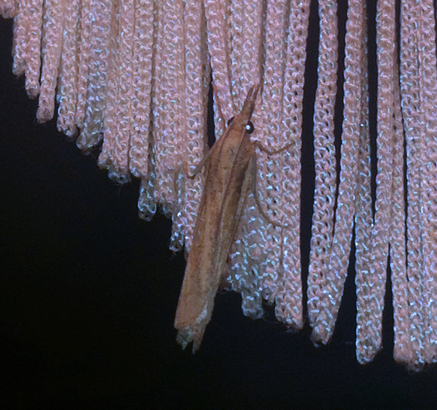 Possible Common Grass-veneer