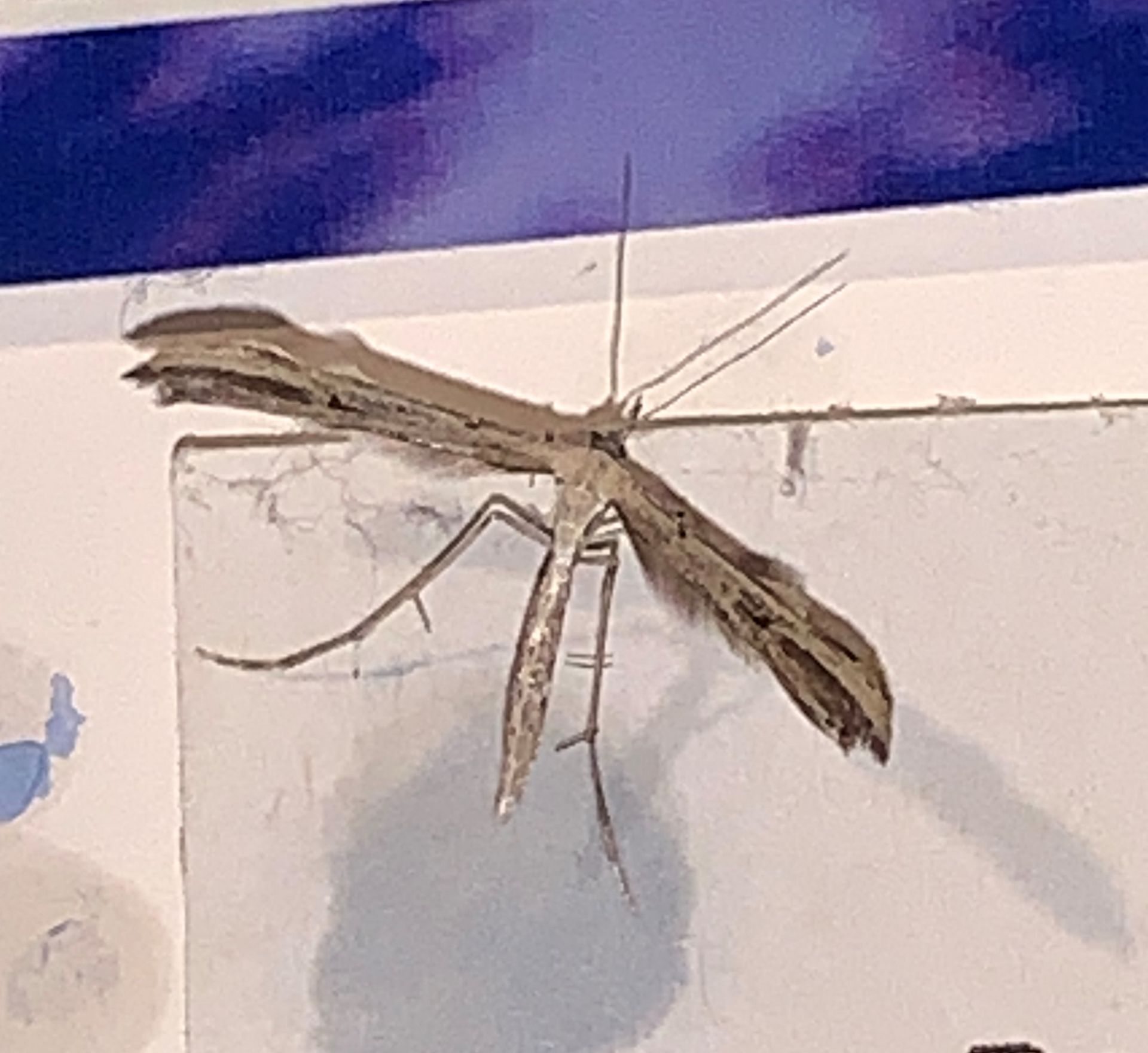 Common Plume Moth