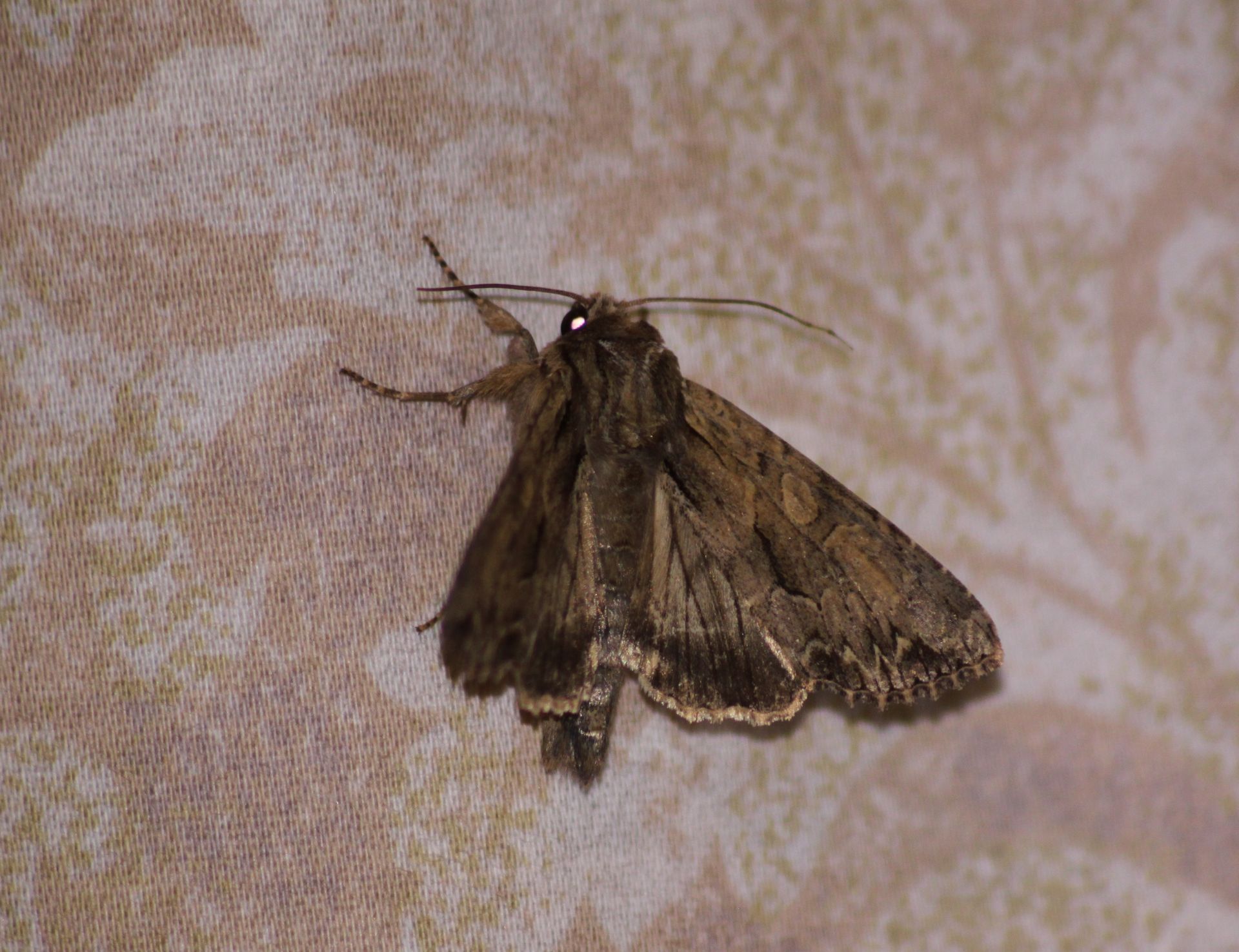 Dark Arches Moth