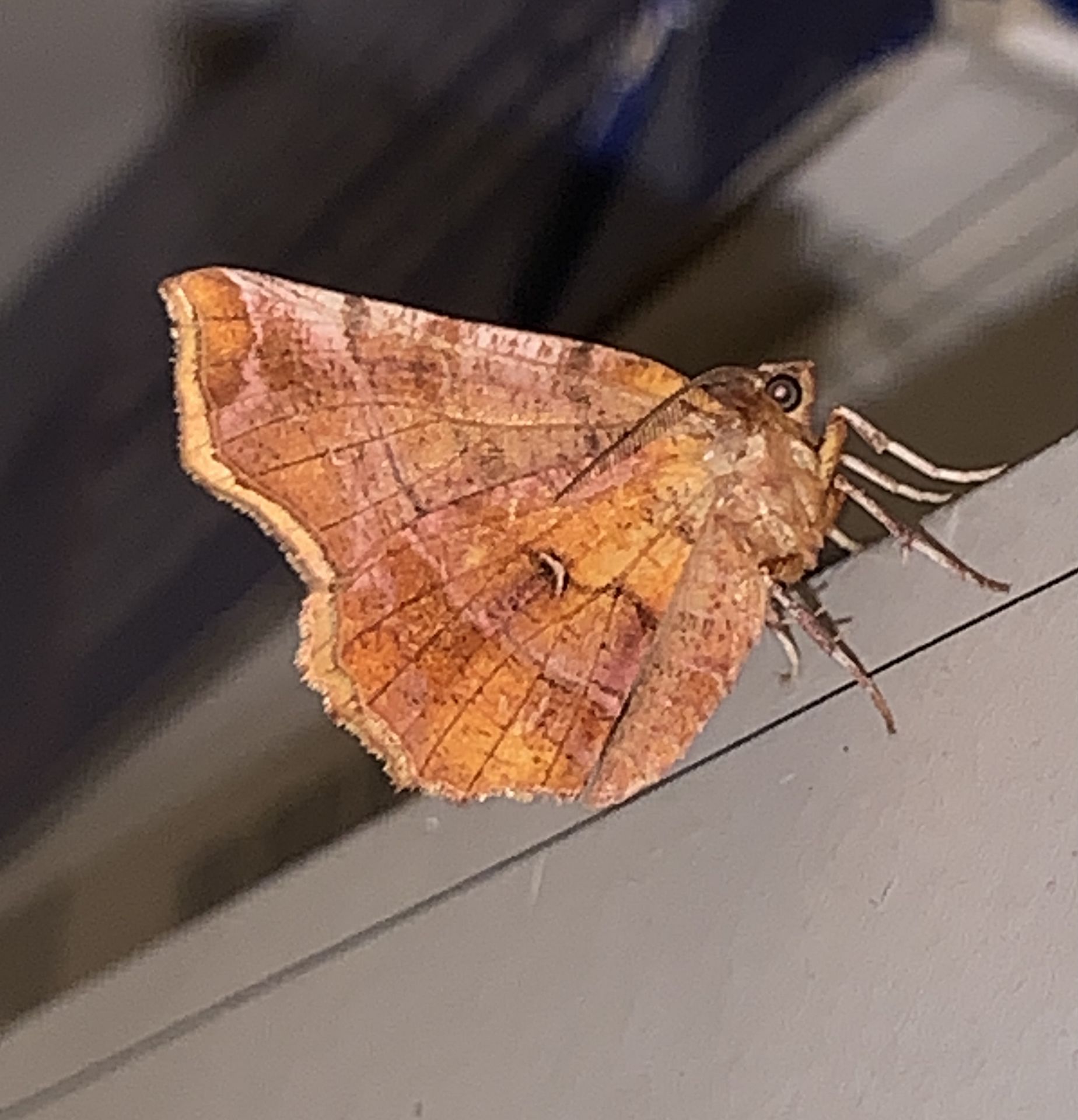 Early Thorn Moth