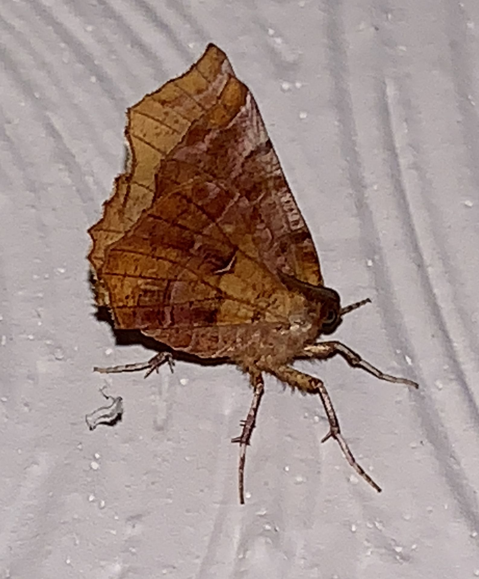 Early Thorn Moth