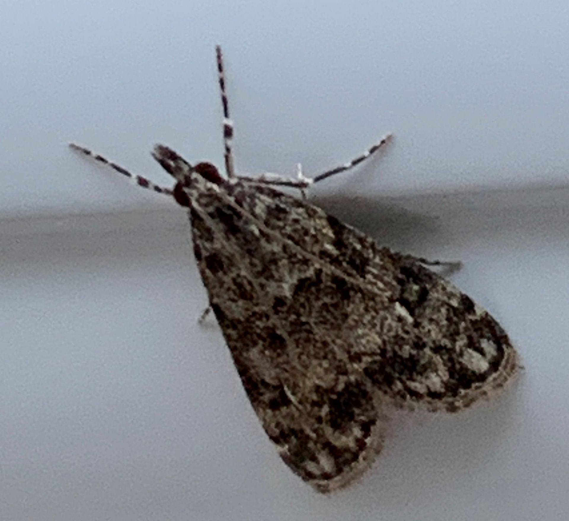 Eudonia mercurella Moth