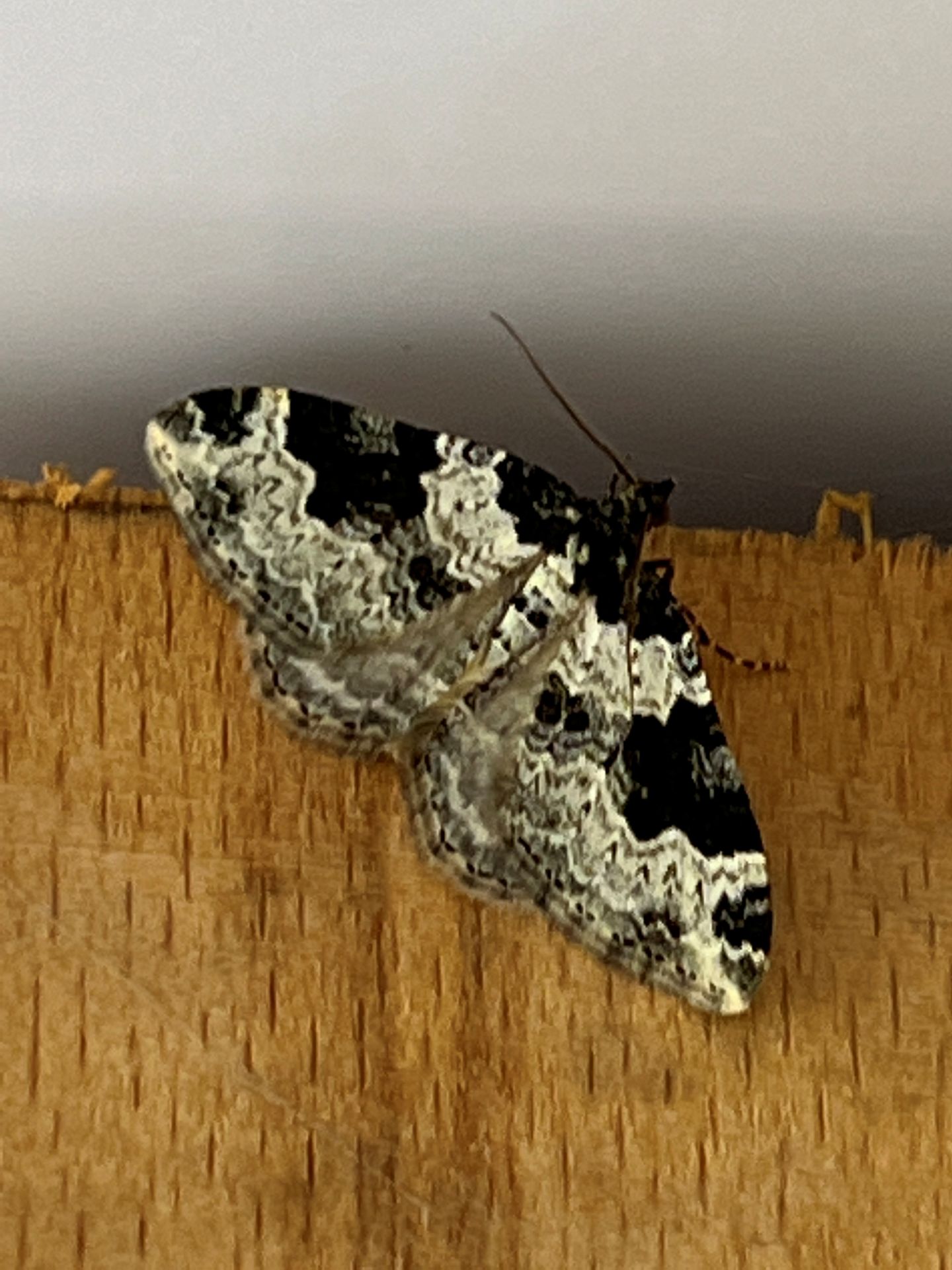 Garden Carpet