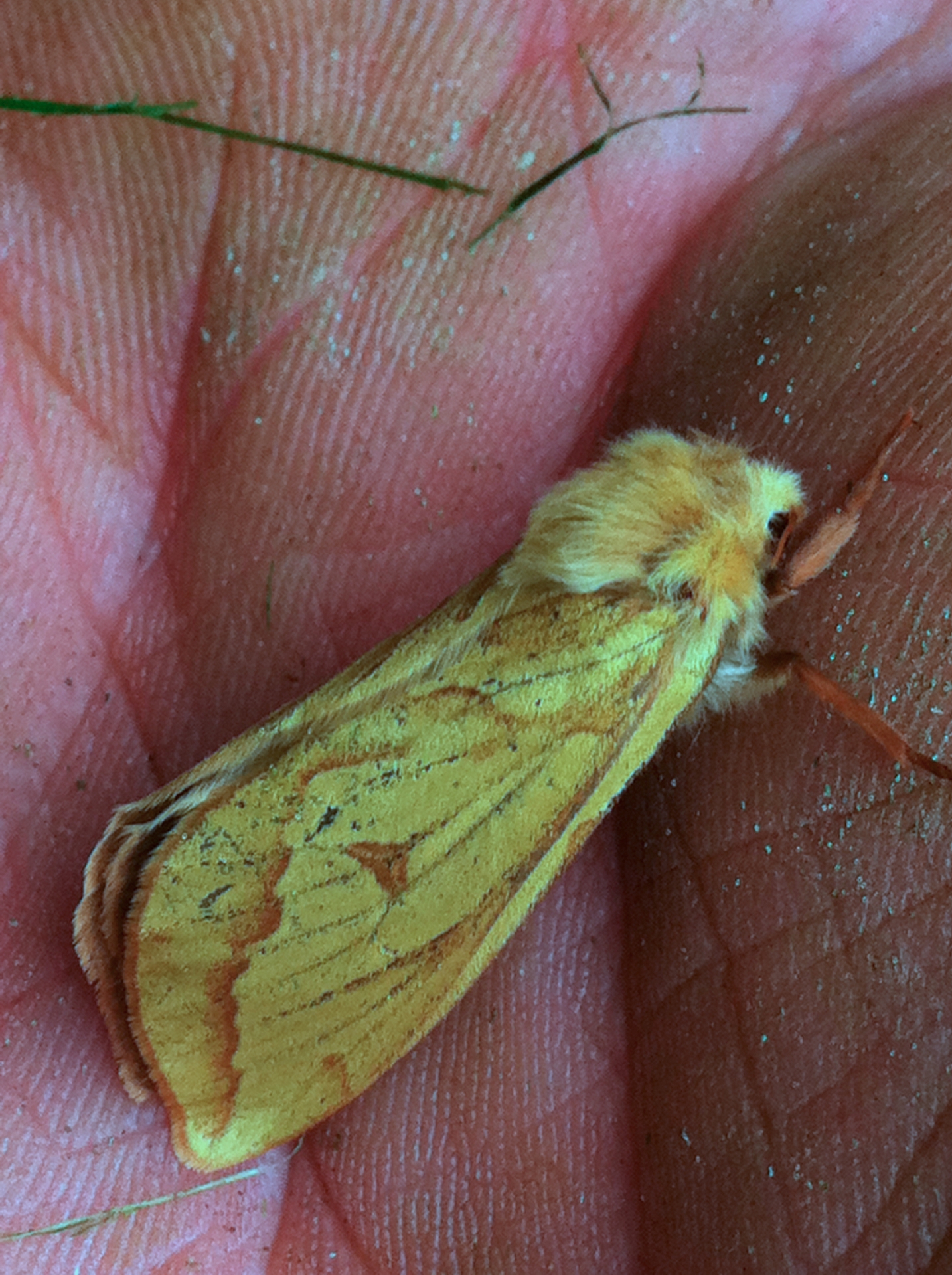 Ghost Moth