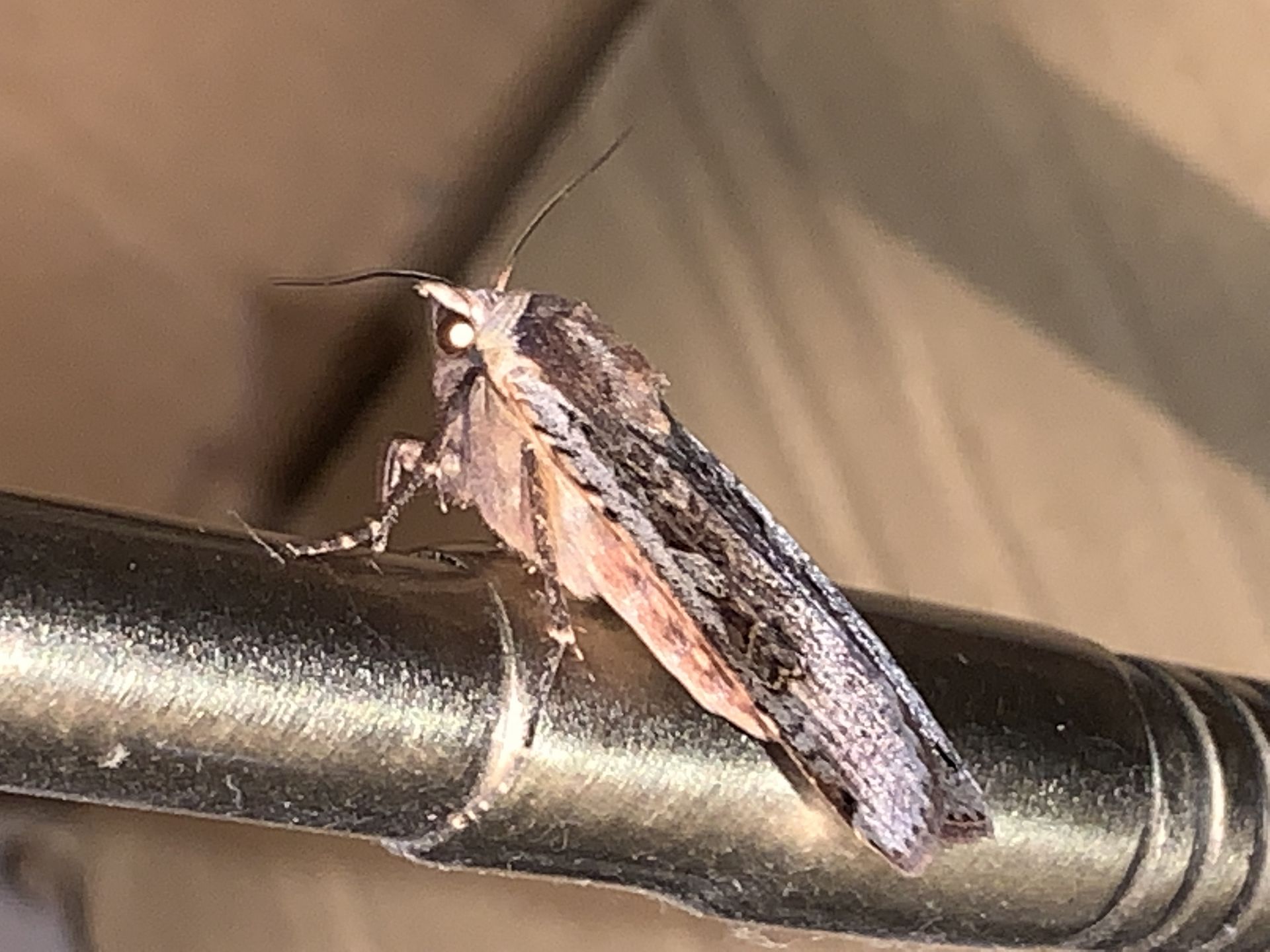 Large-Yellow-Underwing-moth