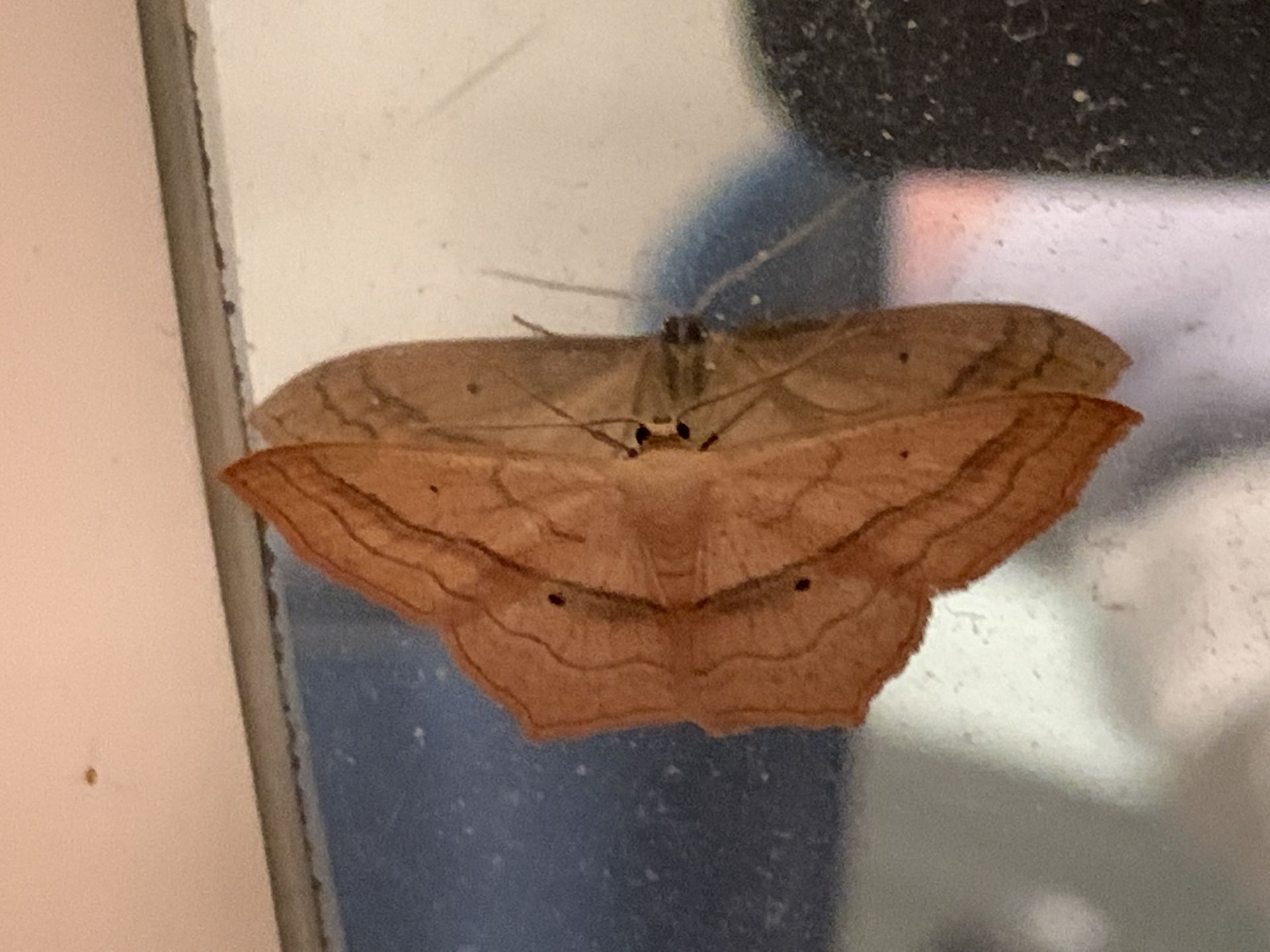 Small Blood-Vein Moth