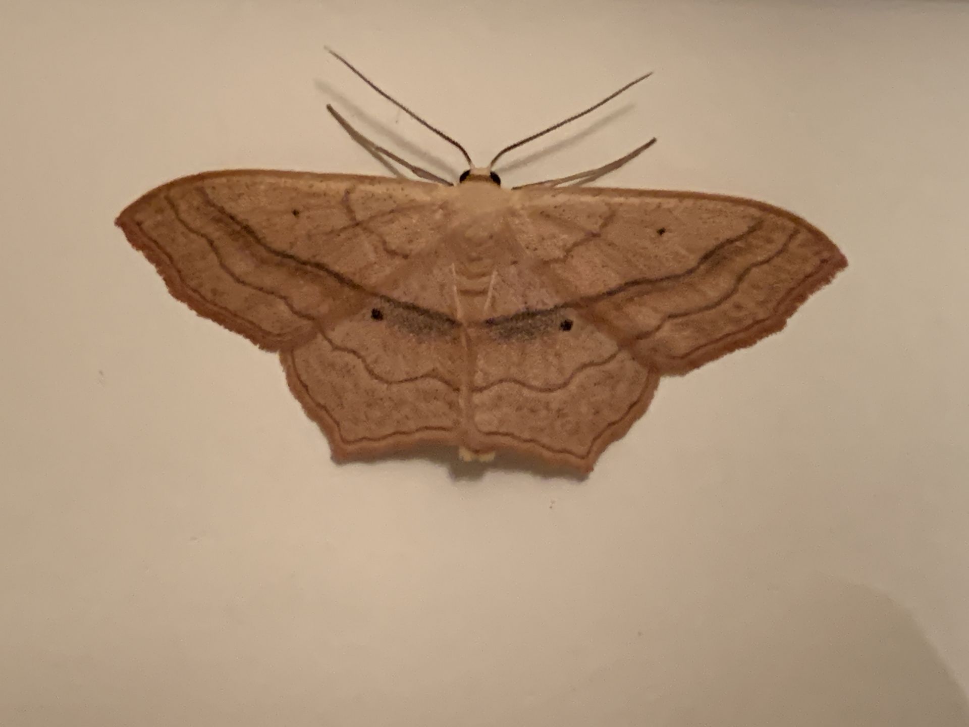 Small Blood-Vein Moth