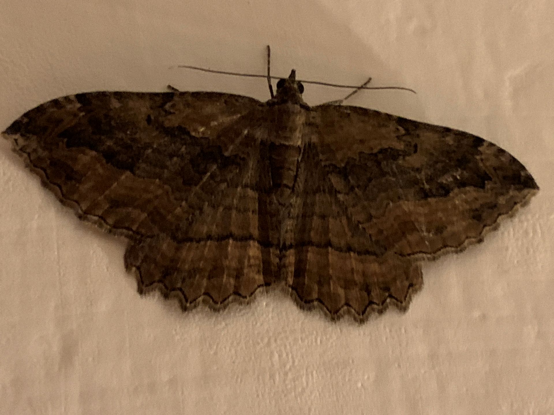 Dark Umber