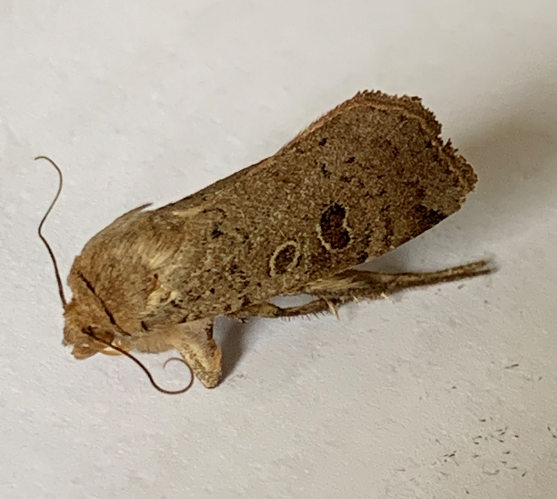 Lesser Yellow Underwing