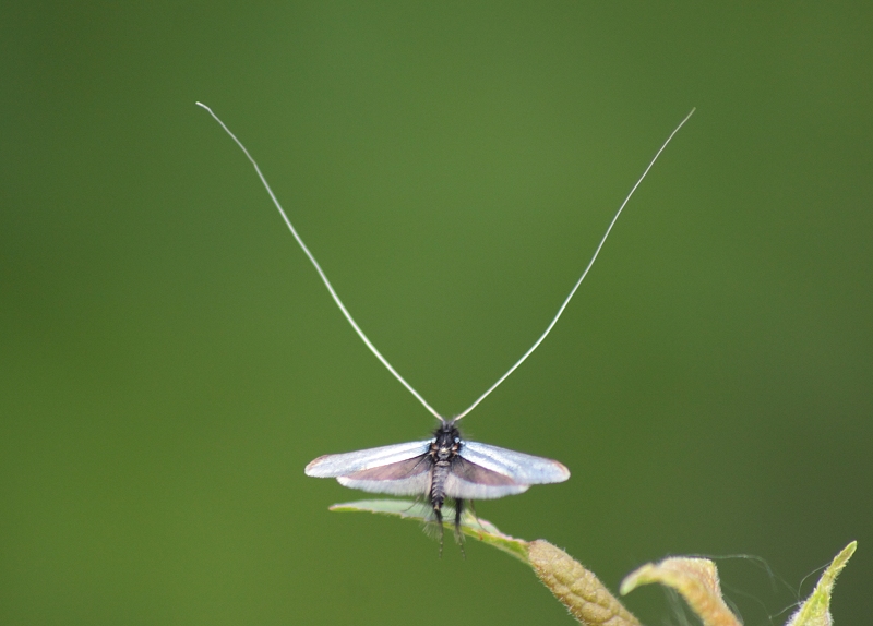 Male Longhorn Moth