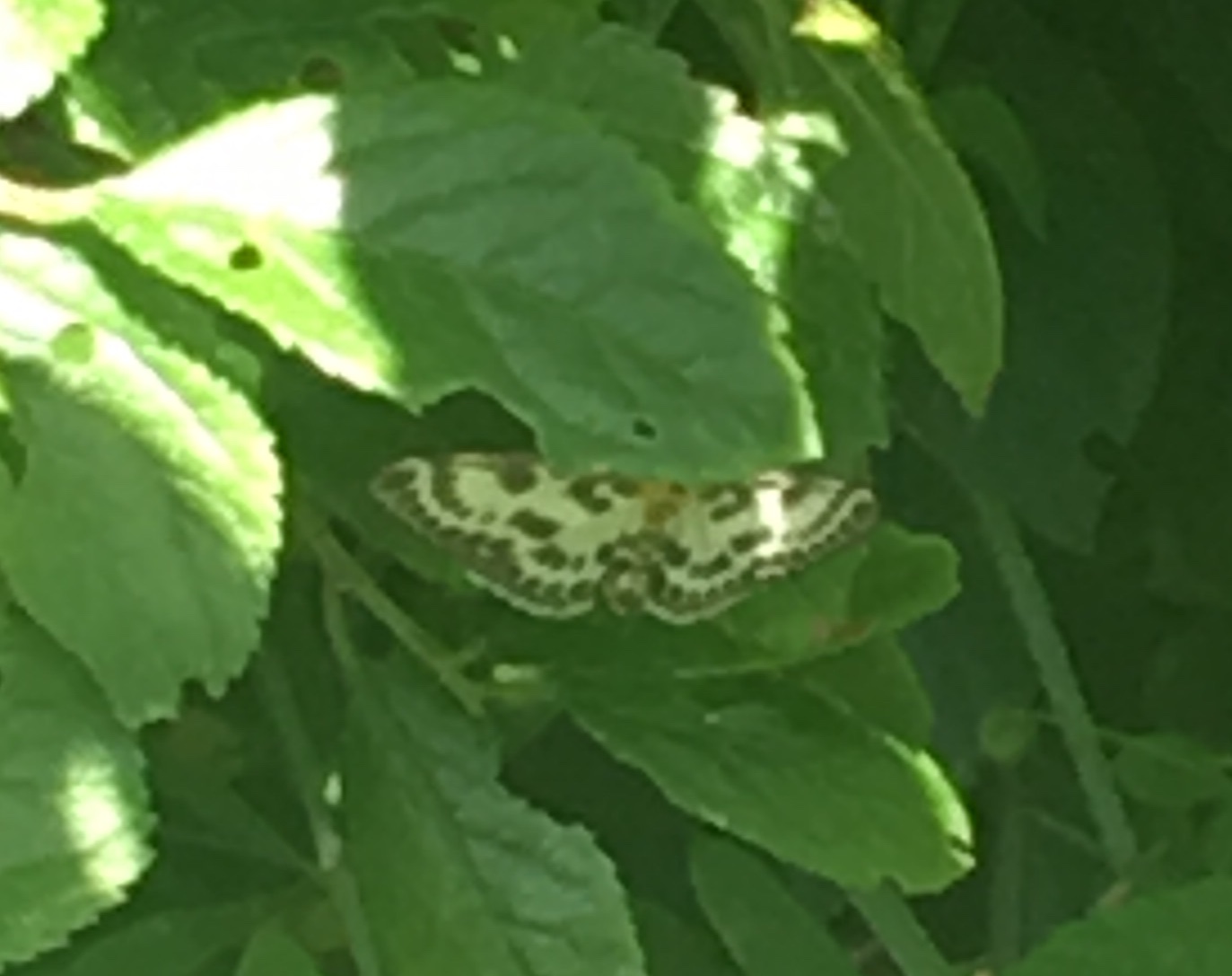 Small Magpie Moth
