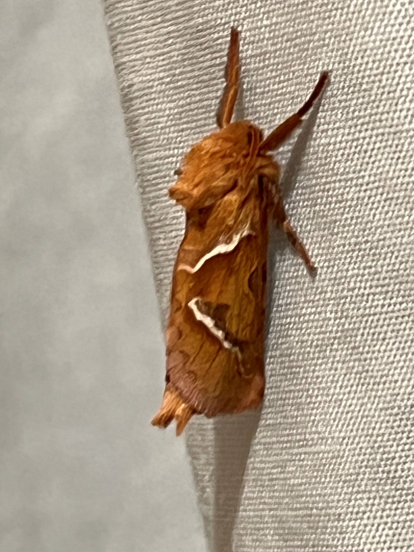 Orange Swift Moth