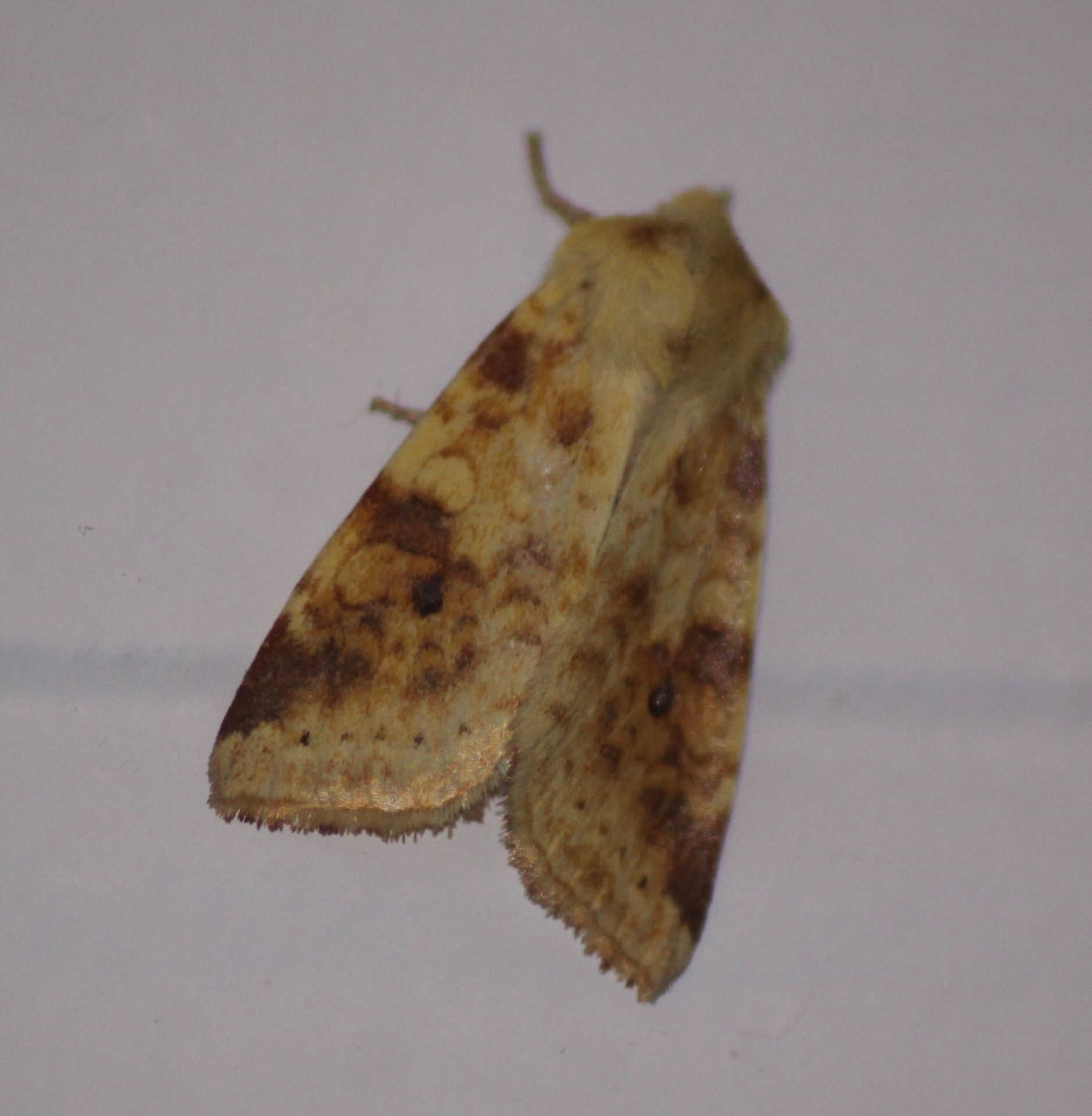 Pink-barred Sallow