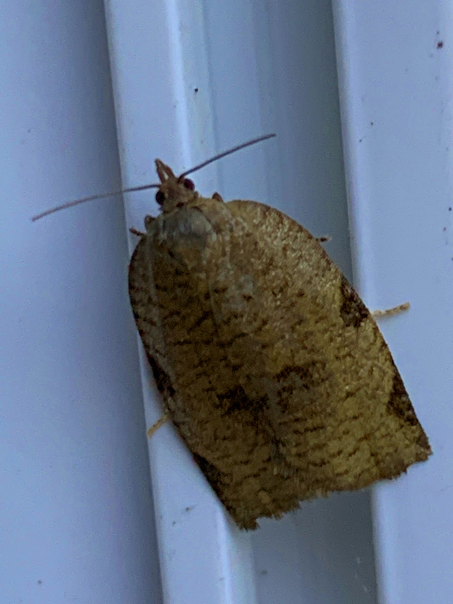Rose Tortrix Moth