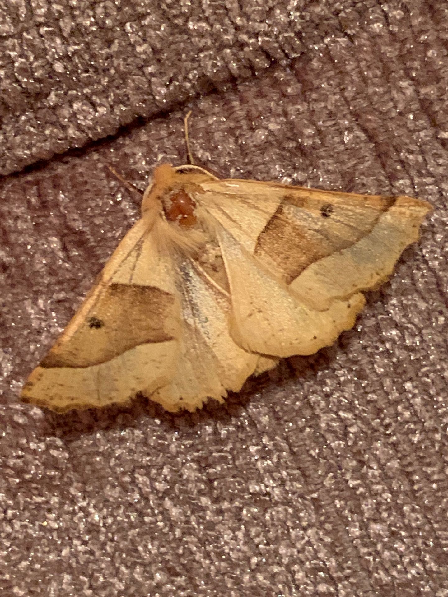 Scalloped Oak Moth