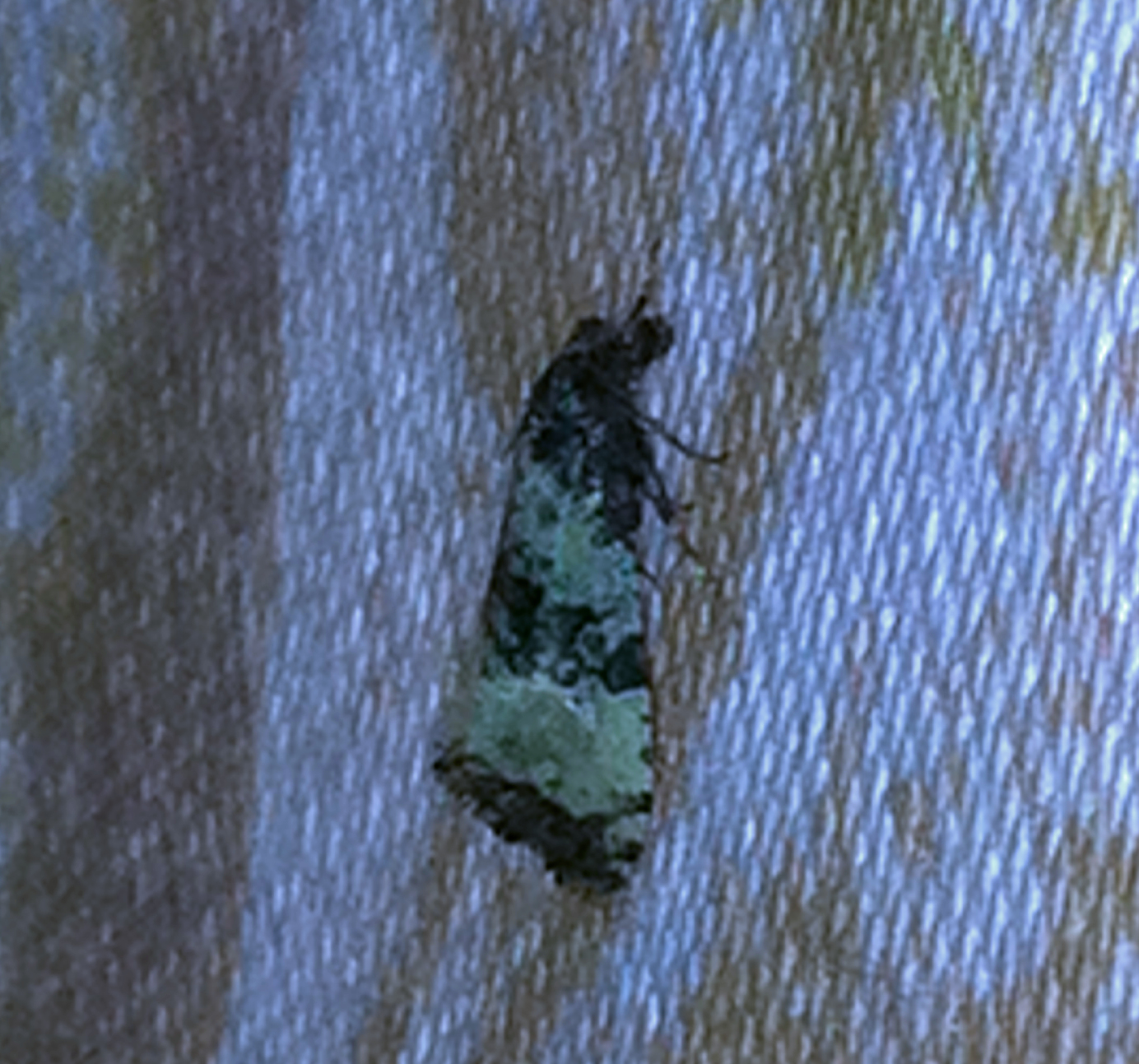 Spilonota laricana