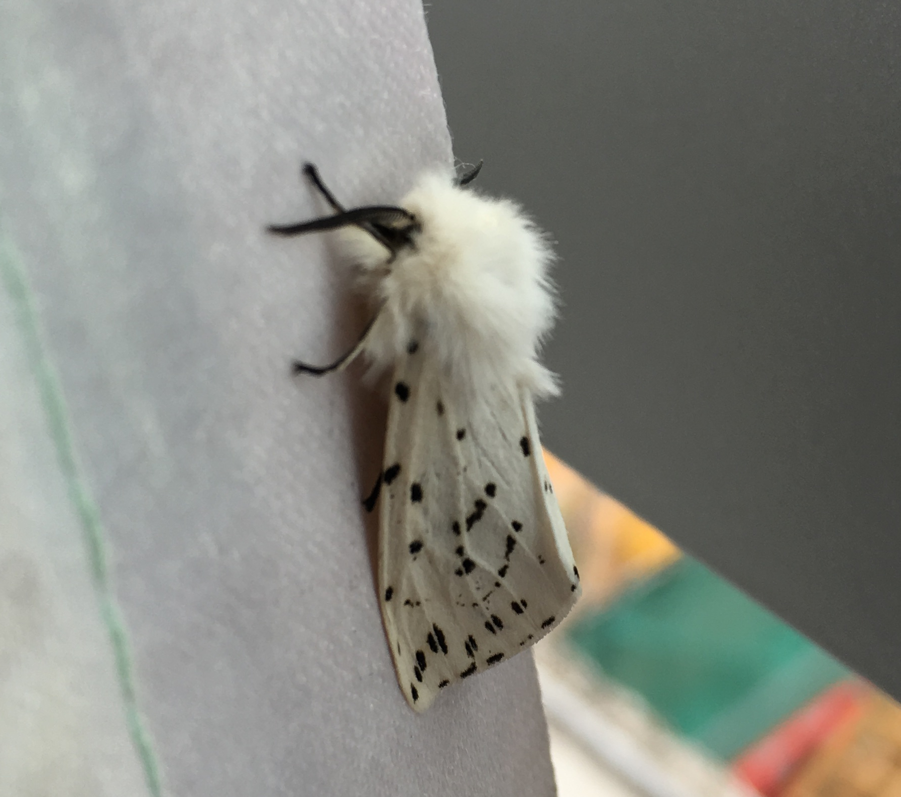 White Ermine Moth