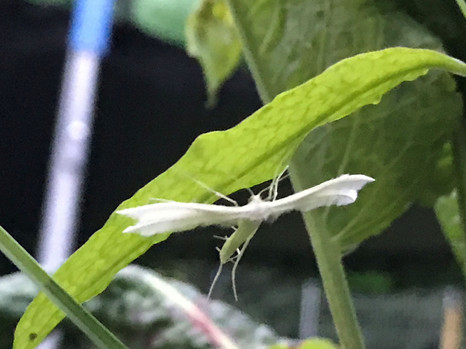 White Plume Moth