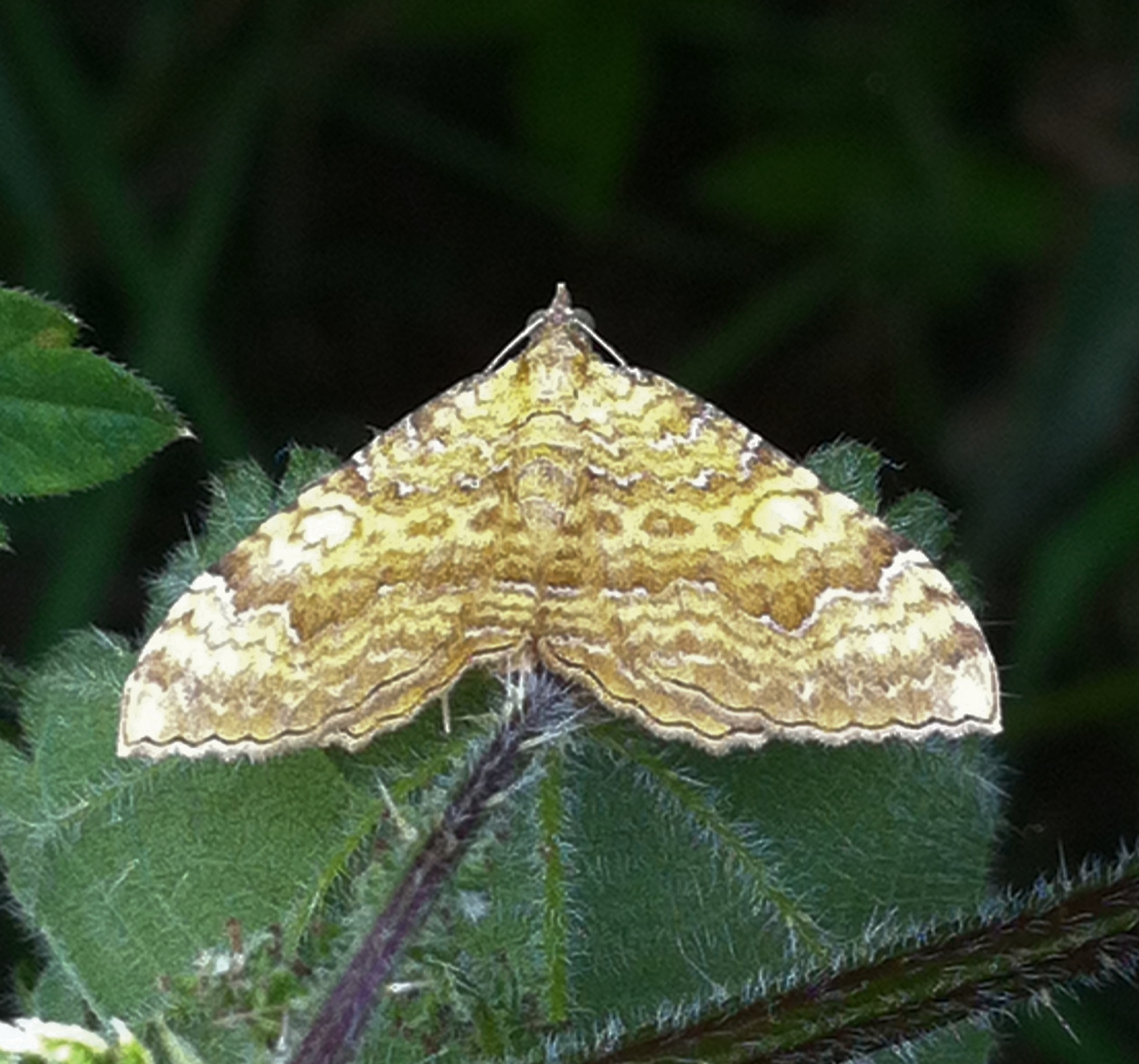 Yellow Shell Moth